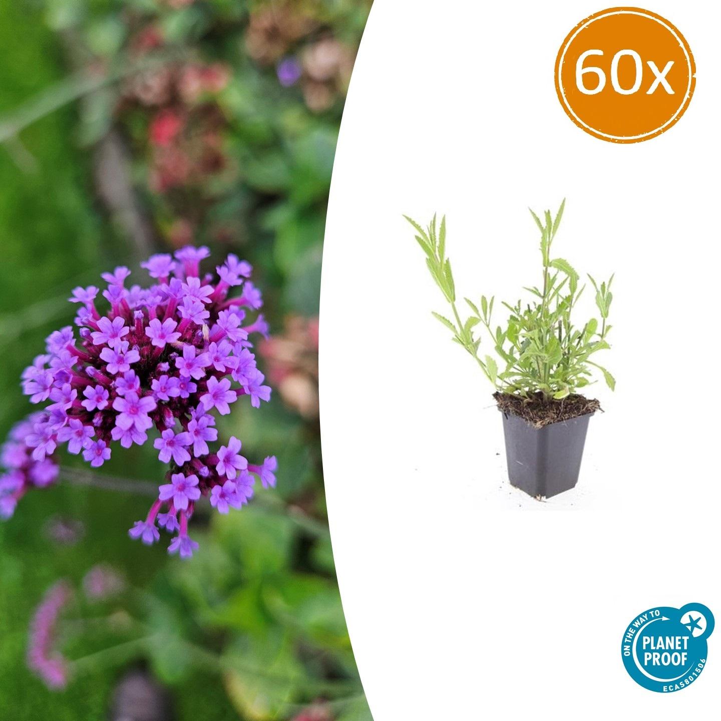 Verbena bonariensis potmaat 9 cm hoogte 10 tot 25 cm