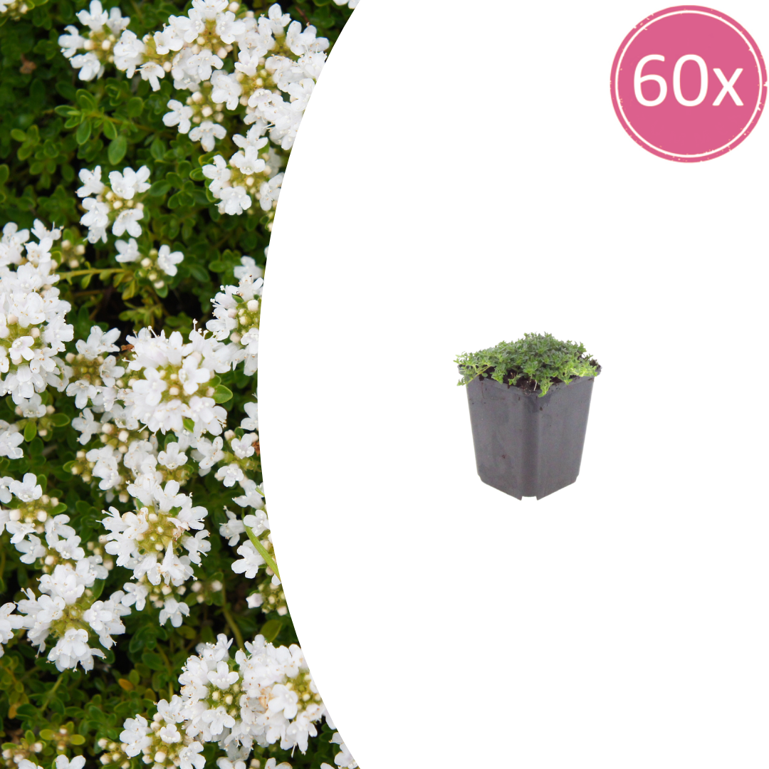 Thymus praecox 'Albiflorus' potmaat 9 cm hoogte 10 tot 25 cm