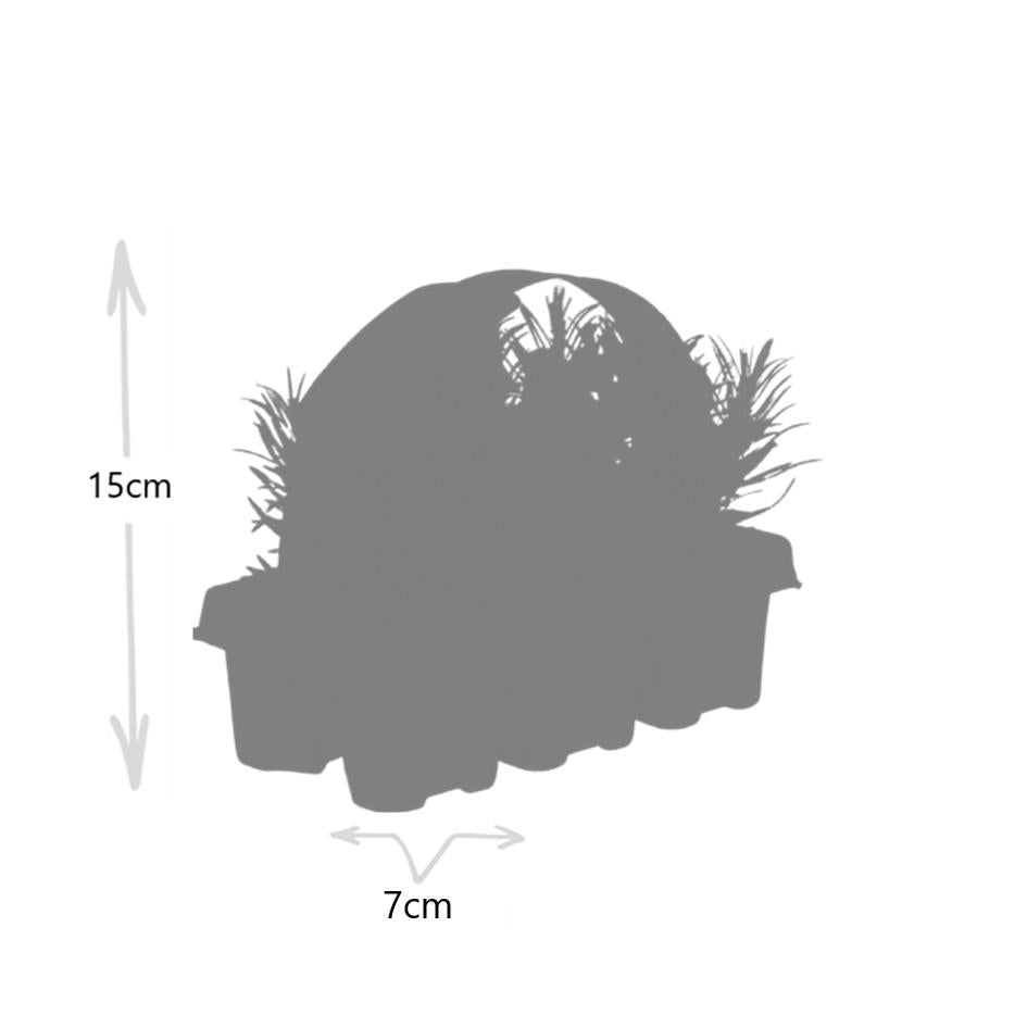 Lavendel angustifolia (6 pack) potmaat 7 cm hoogte 15 cm