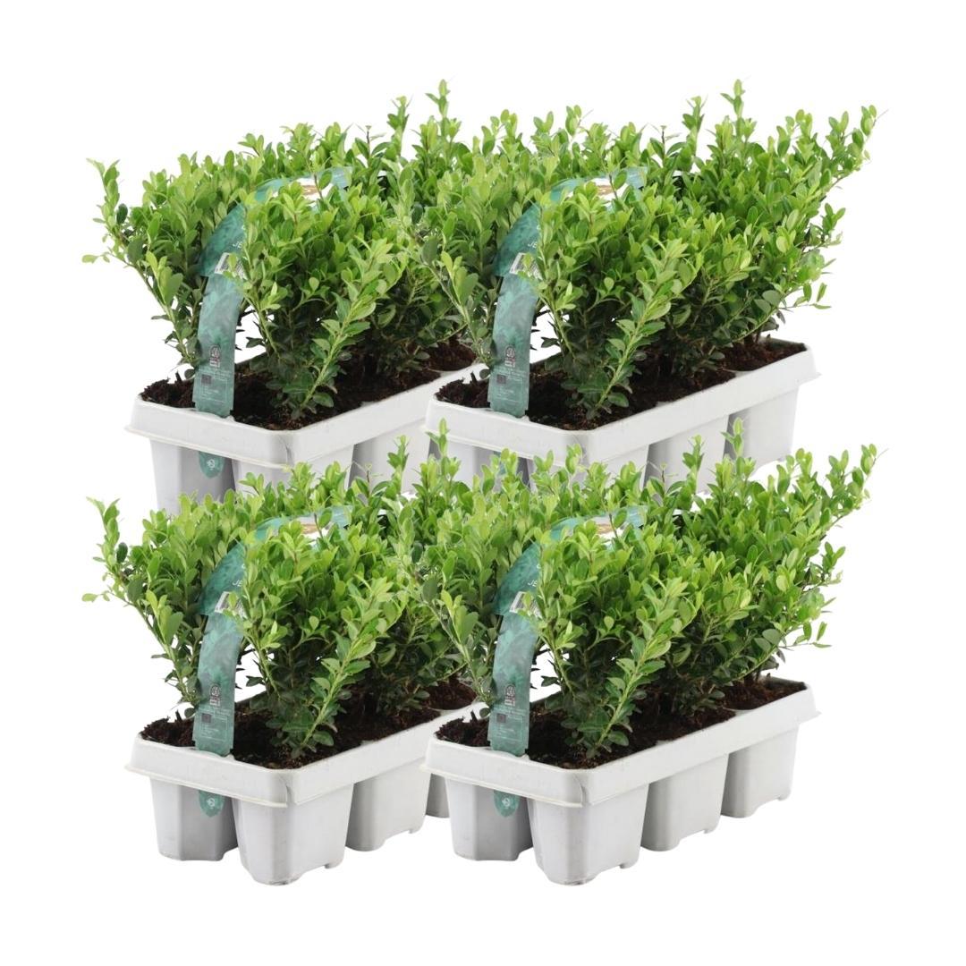 Ilex crenata 'Jenny' (6 pack) potmaat 7 cm hoogte 15 cm