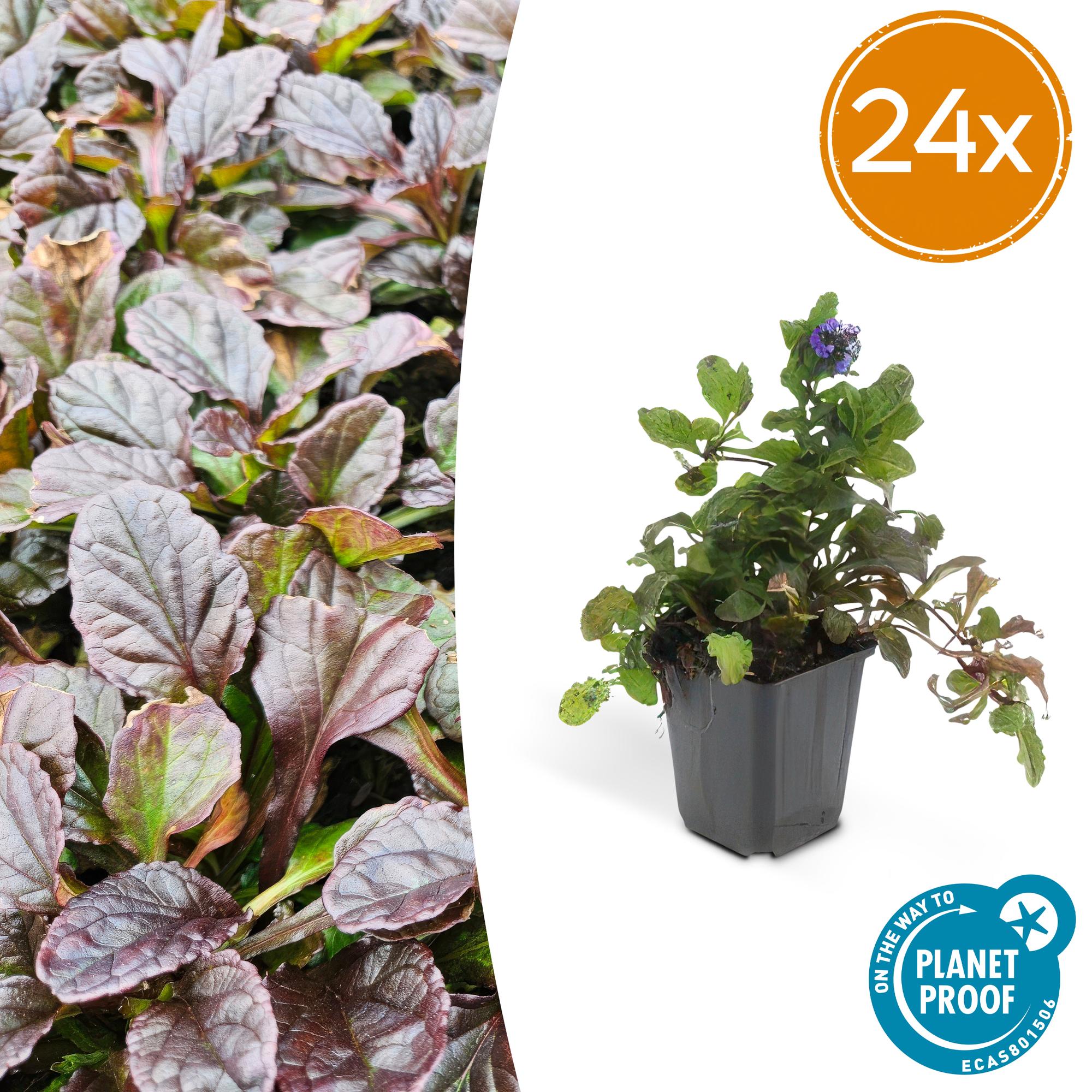 Ajuga reptans potmaat 9 cm hoogte 10 tot 25 cm