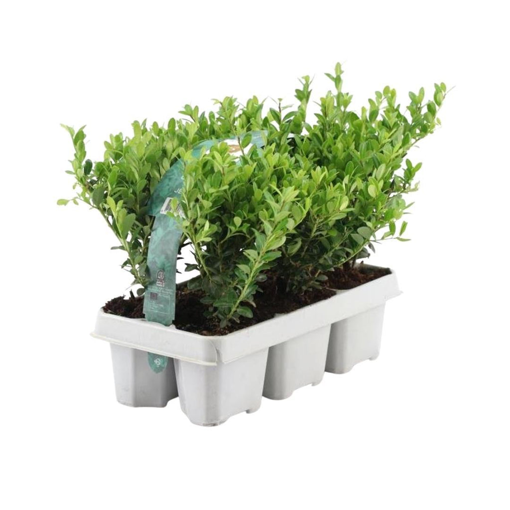 Ilex crenata 'Jenny' (6 pack) potmaat 7 cm hoogte 15 cm