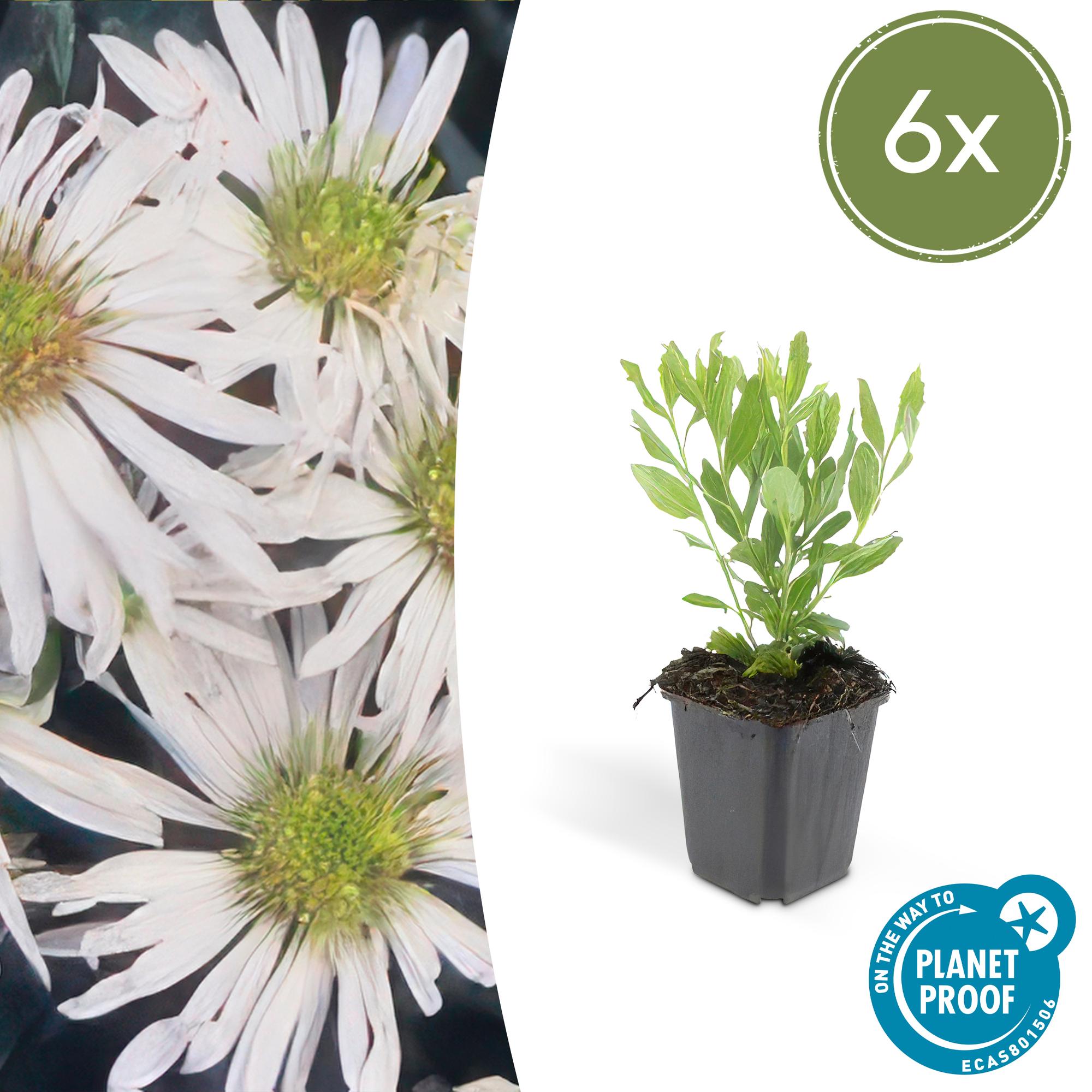 Aster ageratoides 'Ashvi' potmaat 9 cm hoogte 10 tot 25 cm