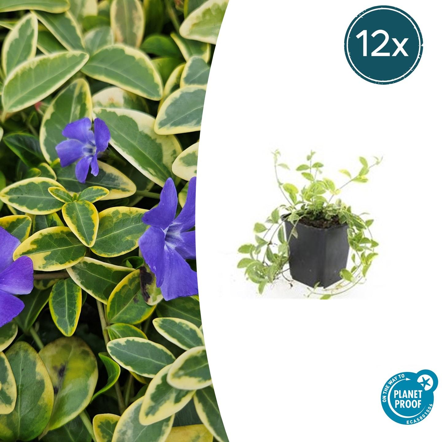 Vinca minor 'Aureovariegata' potmaat 9 cm hoogte 10 tot 25 cm