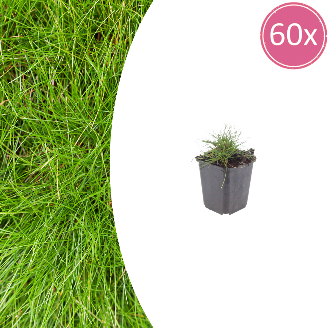 Festuca gautieri potmaat 9 cm hoogte 10 tot 25 cm