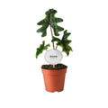 Alocasia Jacklyn - Ø12cm - ↕30cm