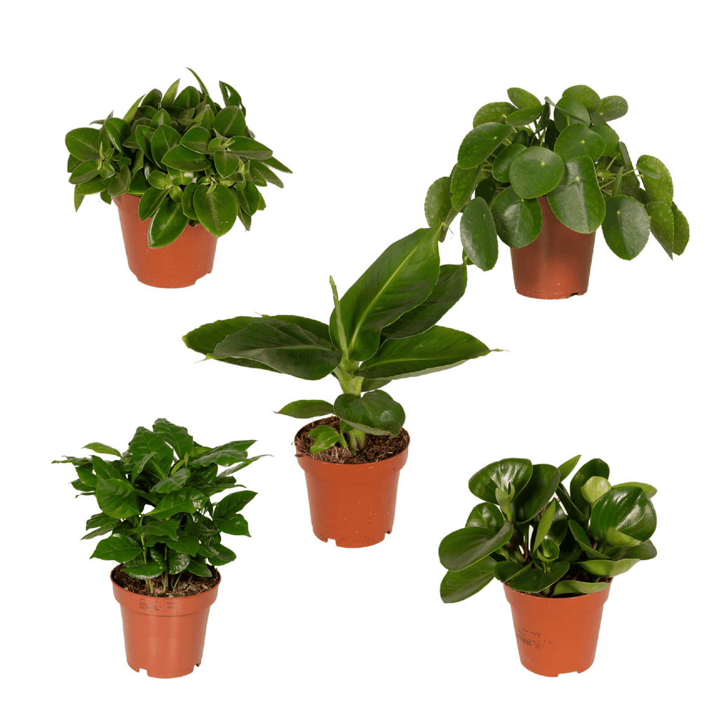 Verrassingsbox potmaat 12 cm hoogte 25 cm