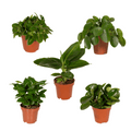Verrassingsbox potmaat 12 cm hoogte 25 cm