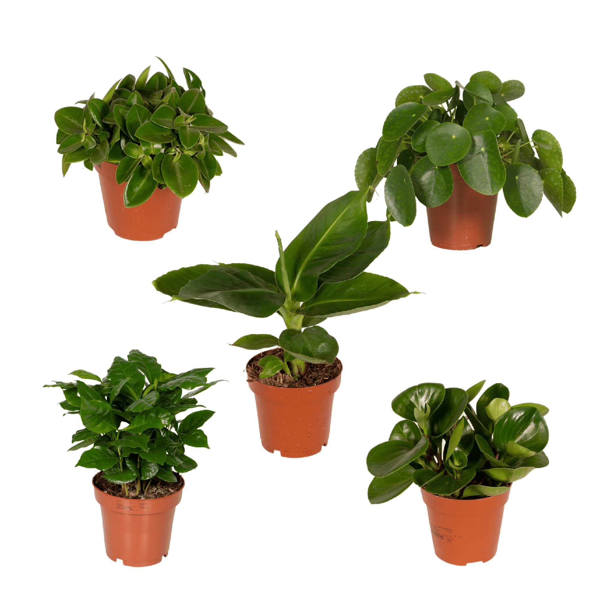 Verrassingsbox potmaat 12 cm hoogte 25 cm