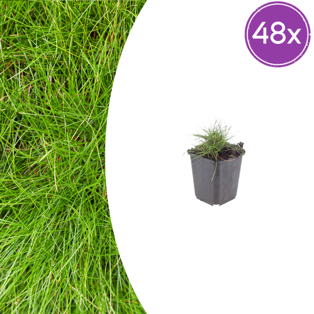 Festuca gautieri potmaat 9 cm hoogte 10 tot 25 cm