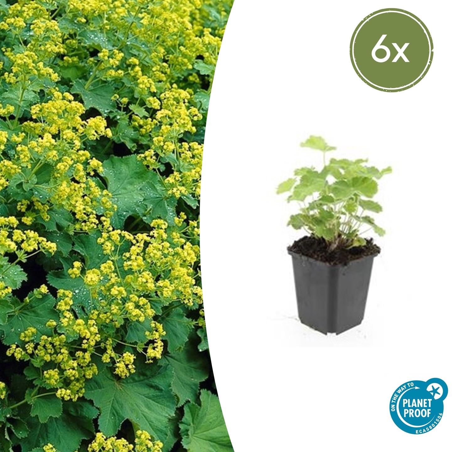 Alchemilla mollis potmaat 9 cm hoogte 10 tot 25 cm
