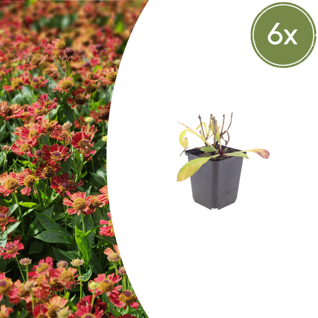 Helenium 'Moerheim Beauty' potmaat 9 cm hoogte 10 tot 25 cm