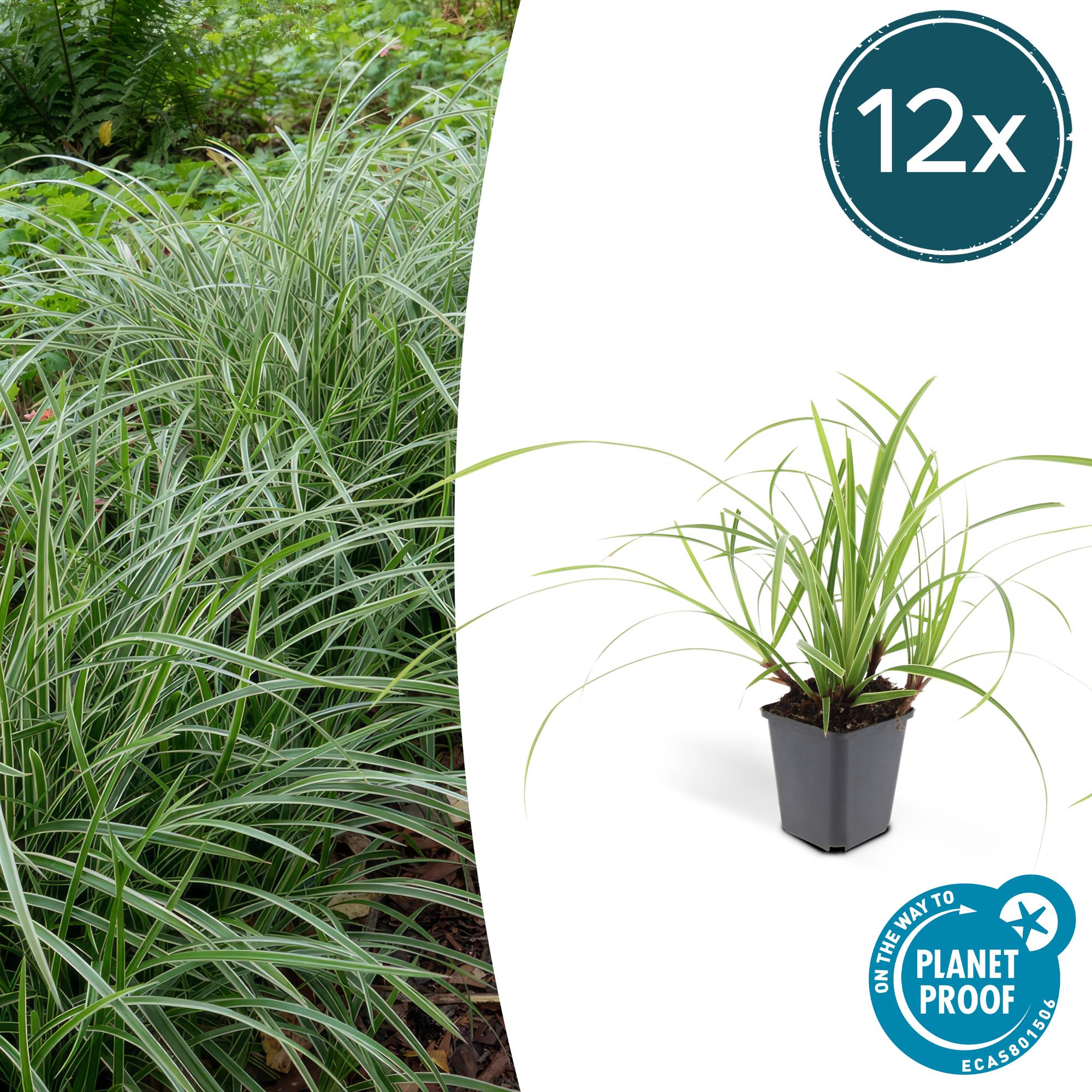 Carex morrowii 'Ice Dance' potmaat 9 cm hoogte 10 tot 25 cm