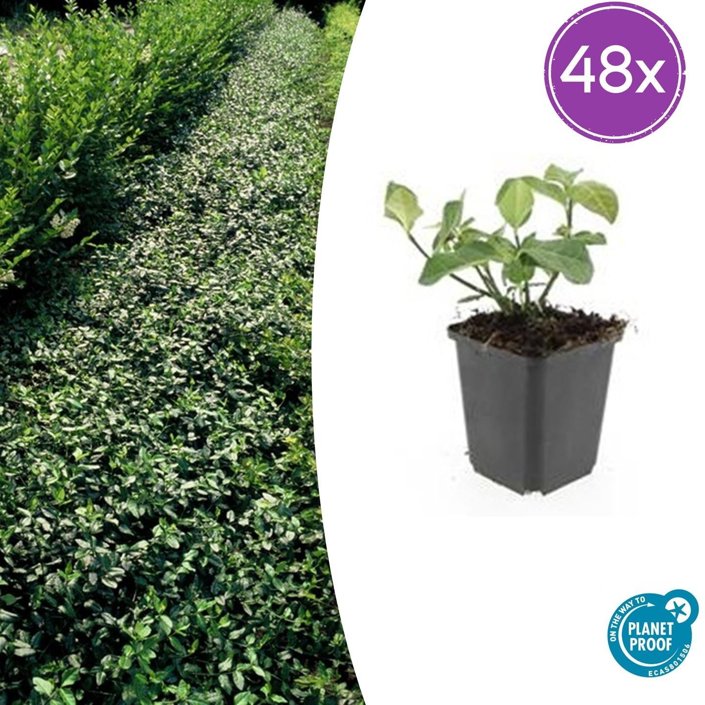 Euonymus fort. 'Dart's Blanket' potmaat 9 cm hoogte 10 tot 25 cm