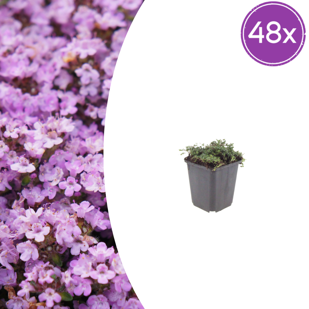 Thymus praecox 'Purple Beauty' potmaat 9 cm hoogte 10 tot 25 cm