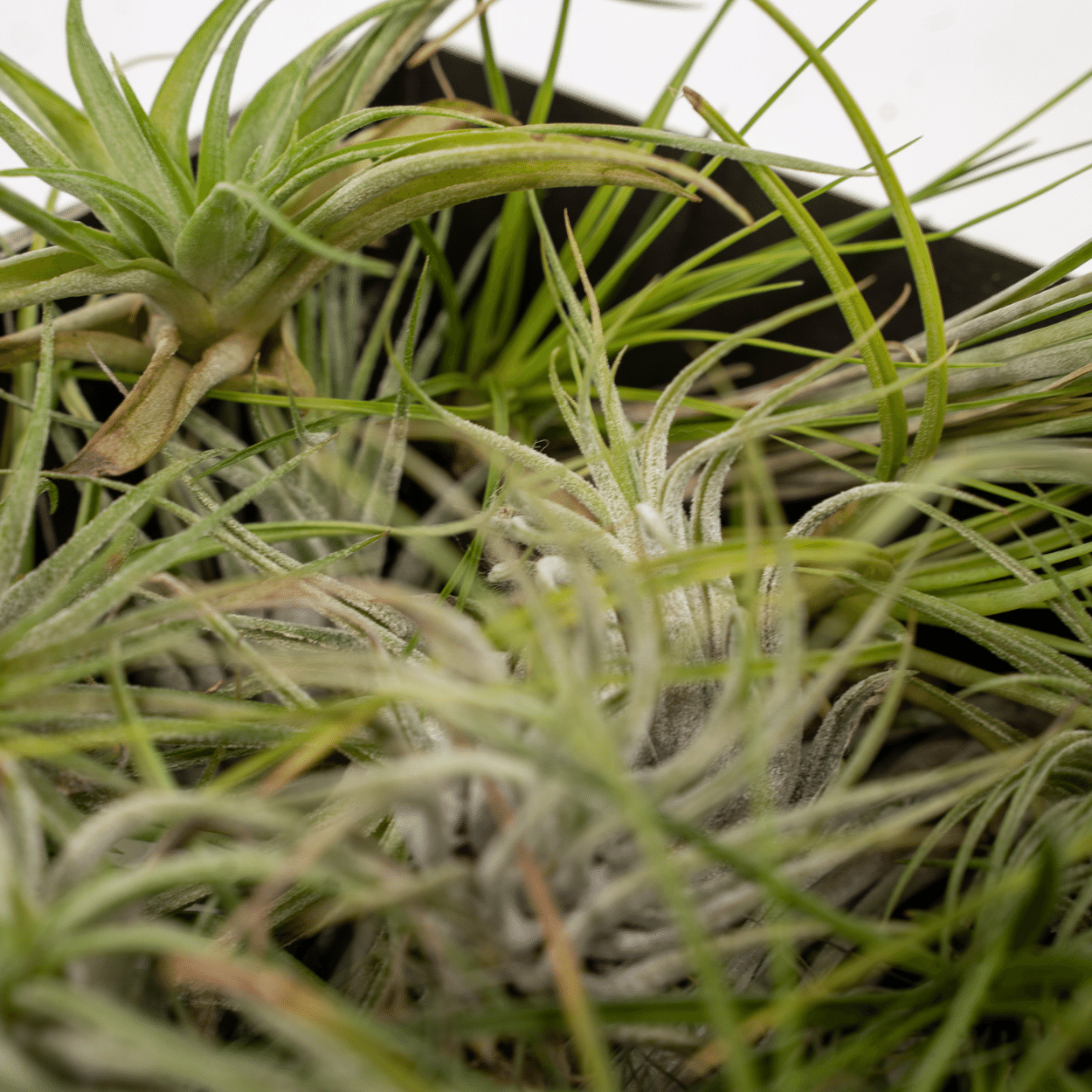 Tillandsia Air mix - 10 stuks - 6 cm - ø6