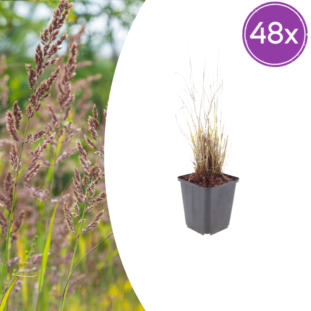 Calamagrostis brachytricha potmaat 9 cm hoogte 10 tot 25 cm