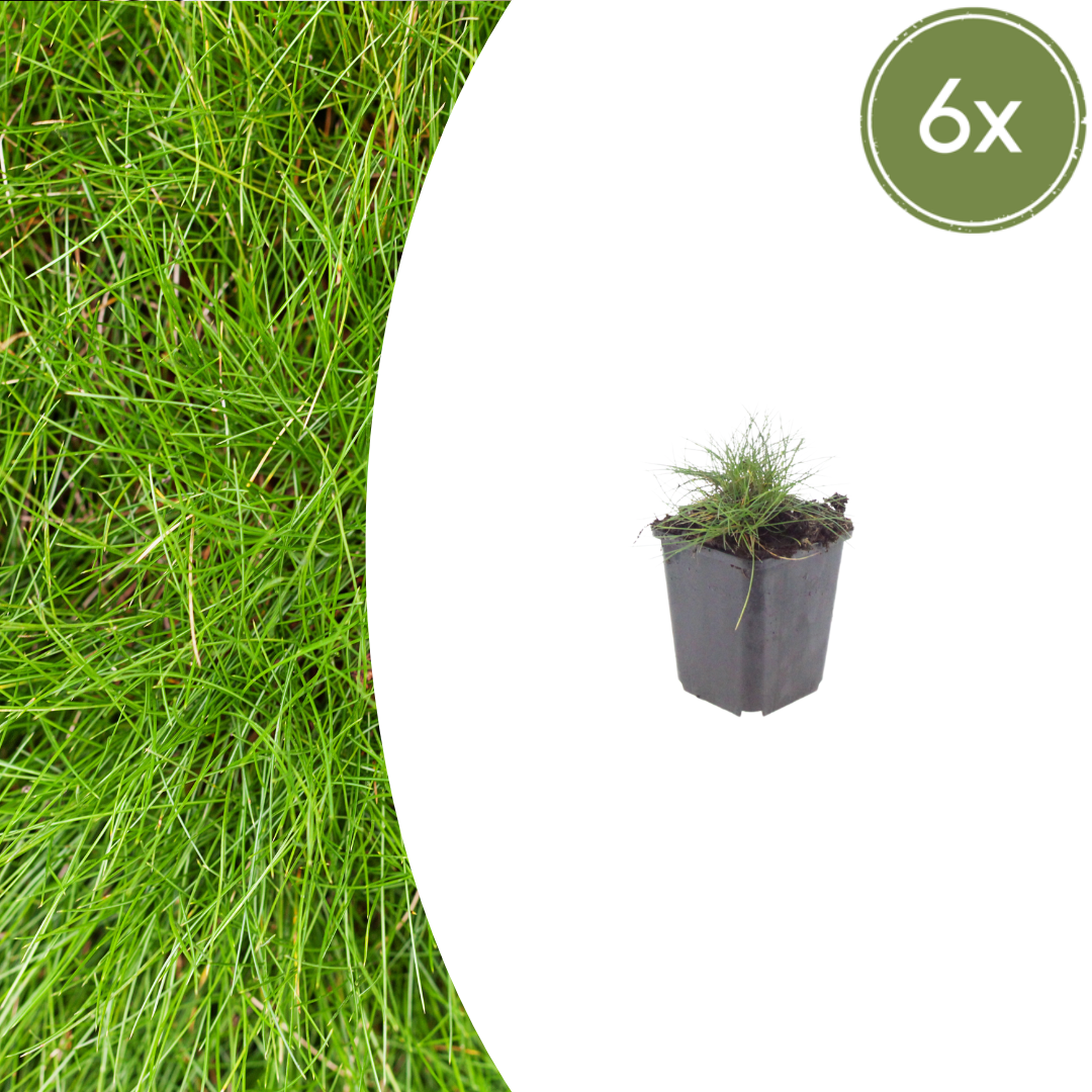 Festuca gautieri potmaat 9 cm hoogte 10 tot 25 cm