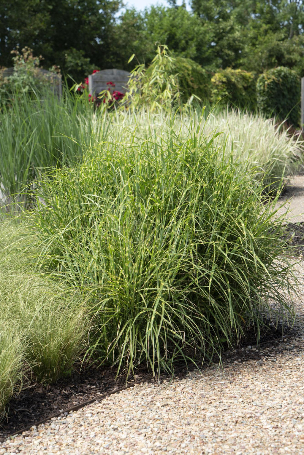 Miscanthus sinensis Strictus - Ø23cm - ↕60cm - Ø23 - ↨60cm