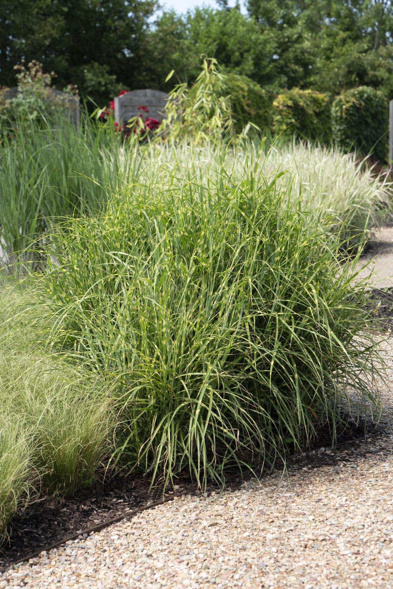 Miscanthus sinensis Strictus - Ø23cm - ↕60cm - Ø23 - ↨60cm