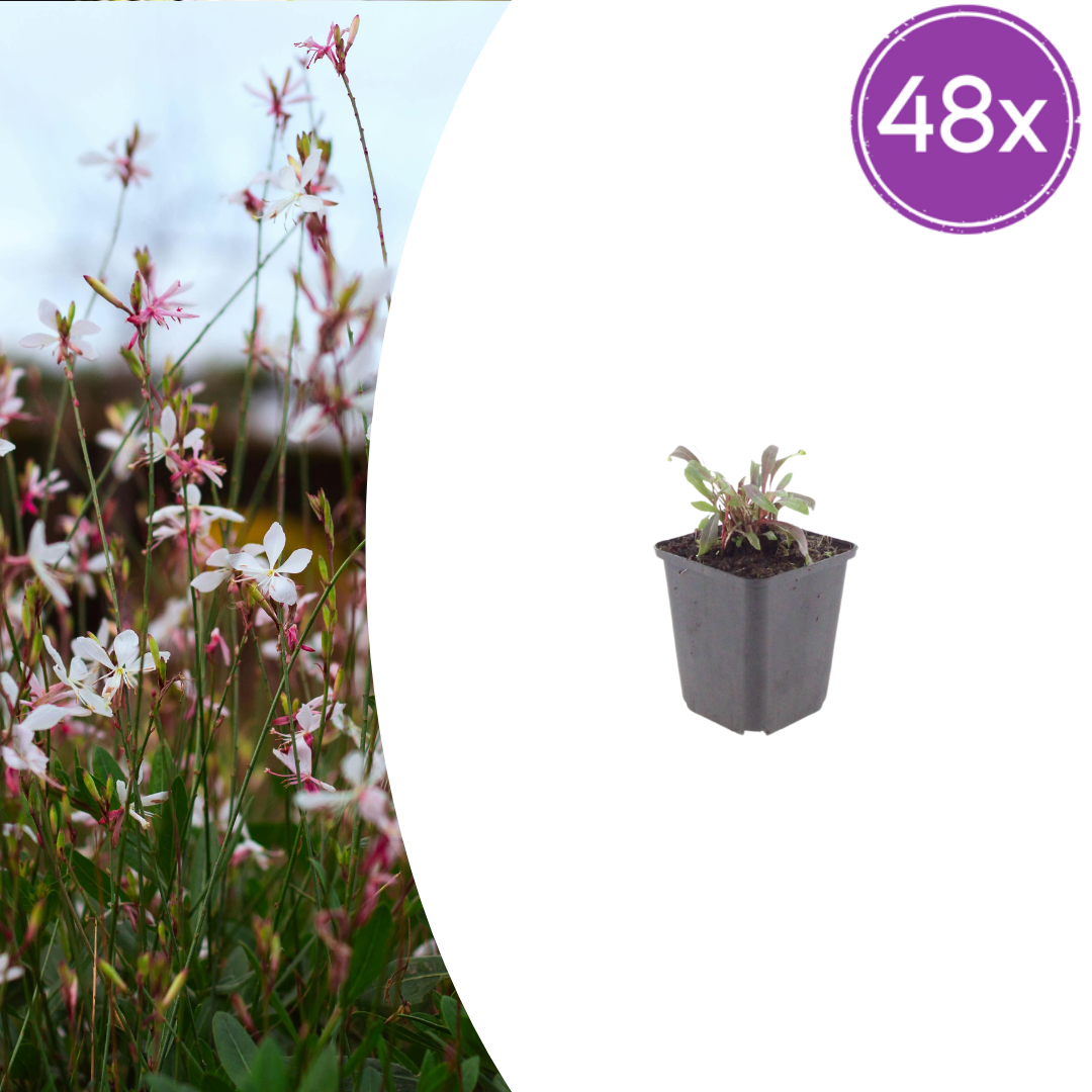 Gaura l. 'Siskiyou Pink' potmaat 9 cm hoogte 10 tot 25 cm