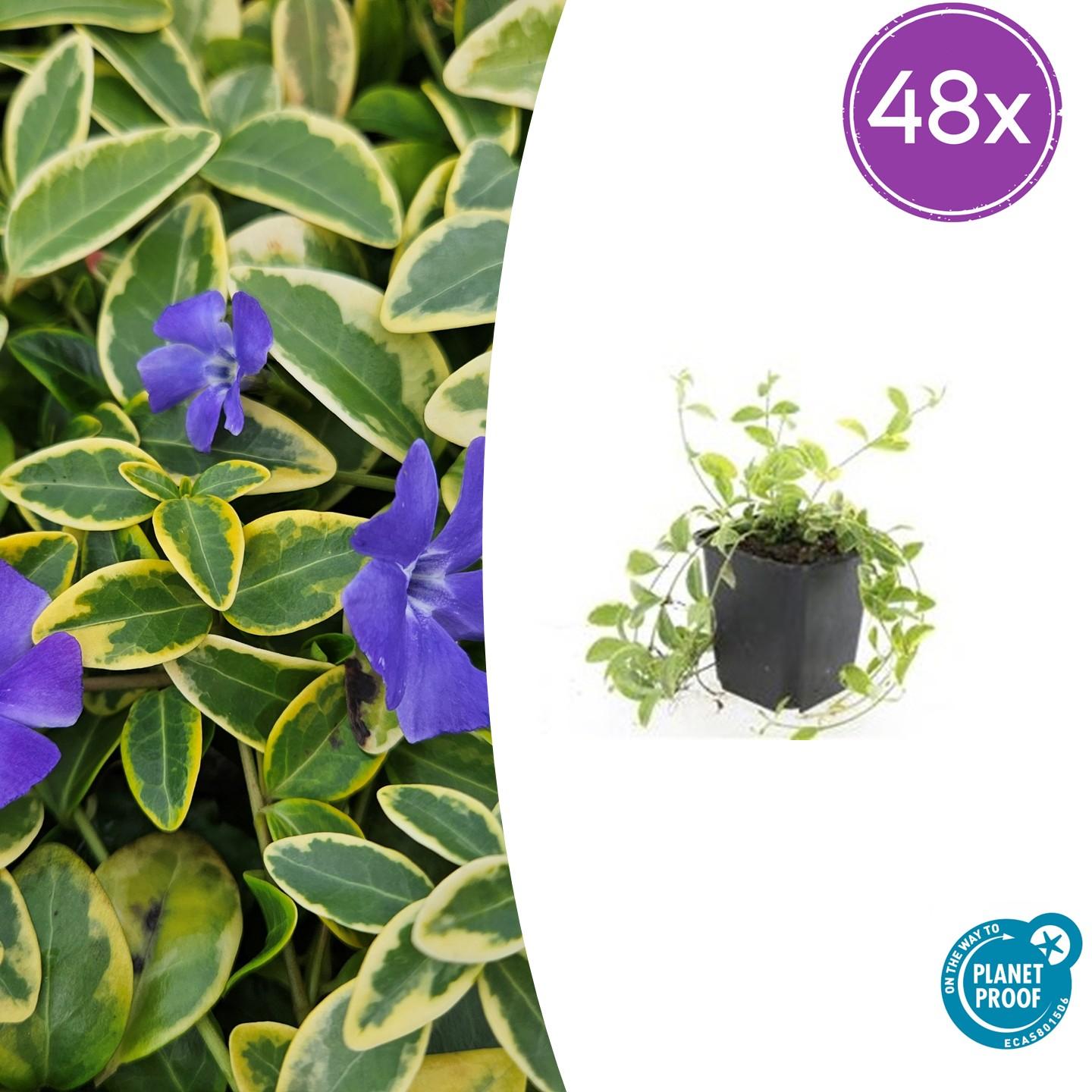 Vinca minor 'Aureovariegata' potmaat 9 cm hoogte 10 tot 25 cm