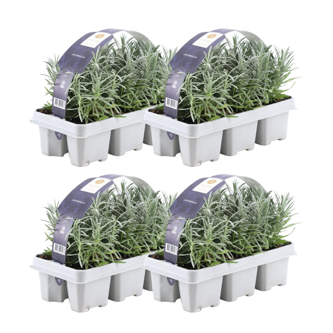 Lavendel angustifolia (6 pack) potmaat 7 cm hoogte 15 cm