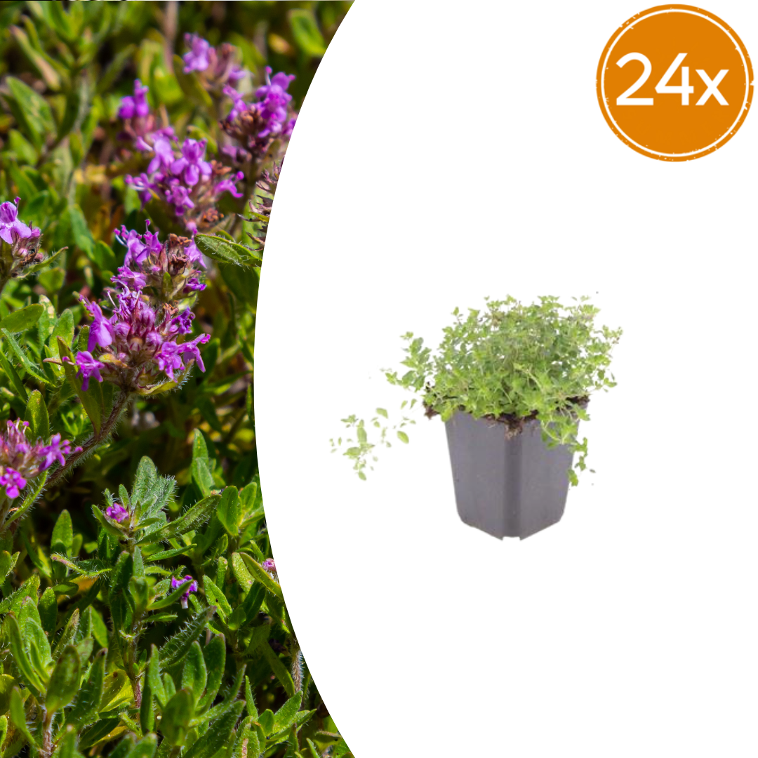 Thymus serpyllum potmaat 9 cm hoogte 10 tot 25 cm