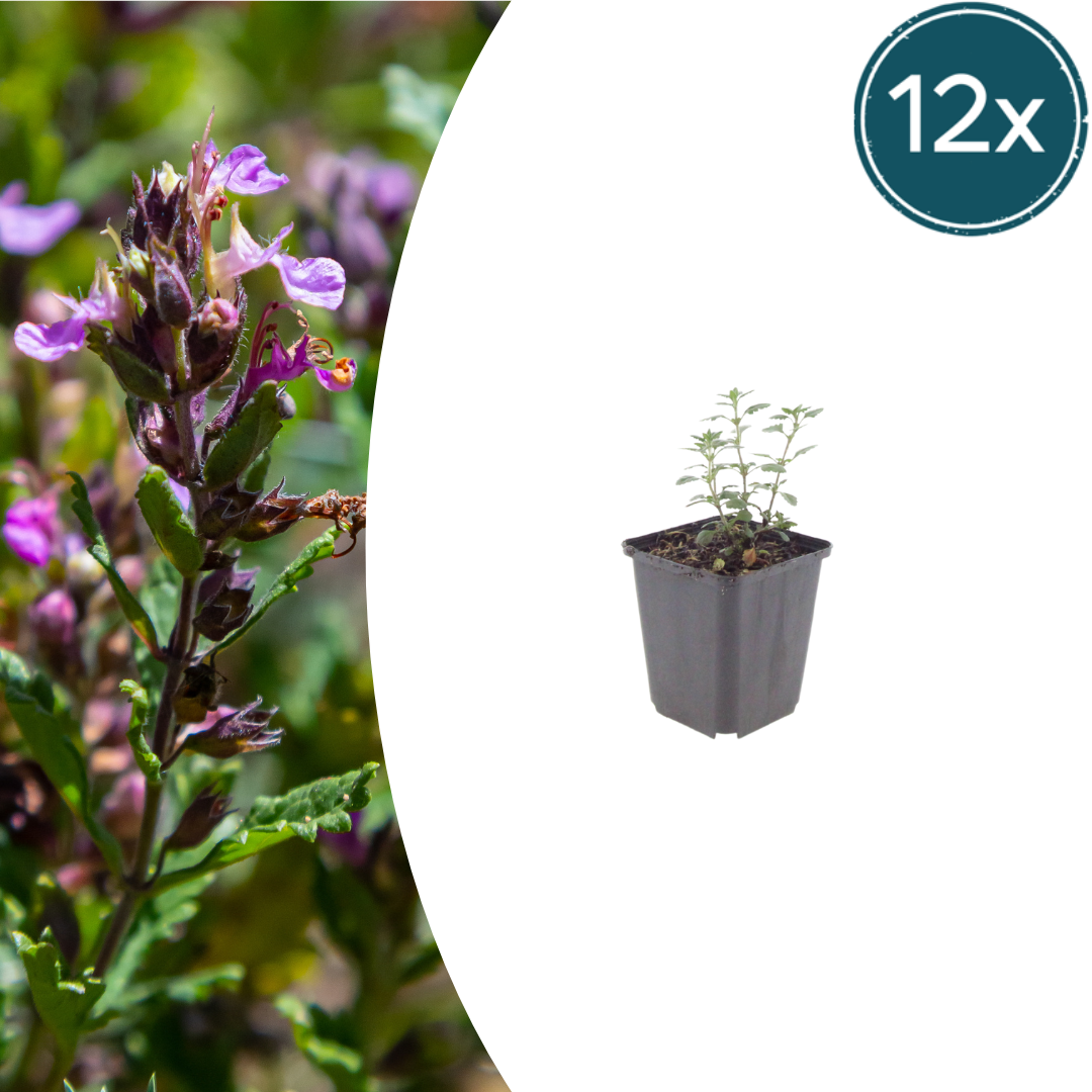 Teucrium lucidrys potmaat 9 cm hoogte 10 tot 25 cm