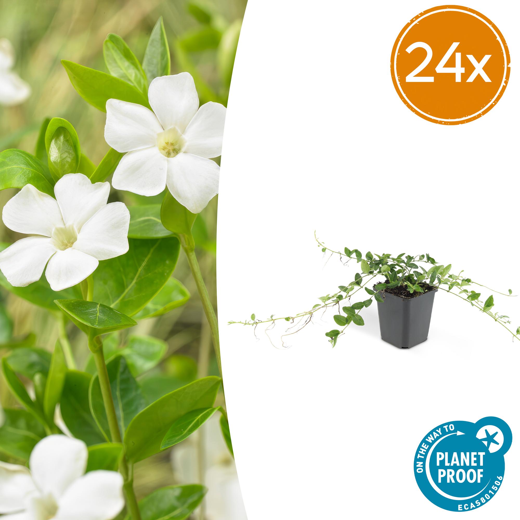 Vinca minor 'Alba' potmaat 9 cm hoogte 10 tot 25 cm