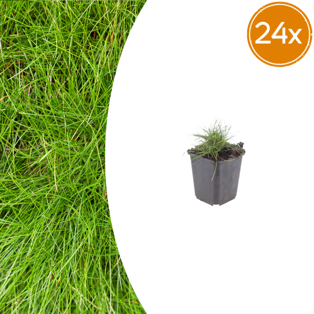 Festuca gautieri potmaat 9 cm hoogte 10 tot 25 cm