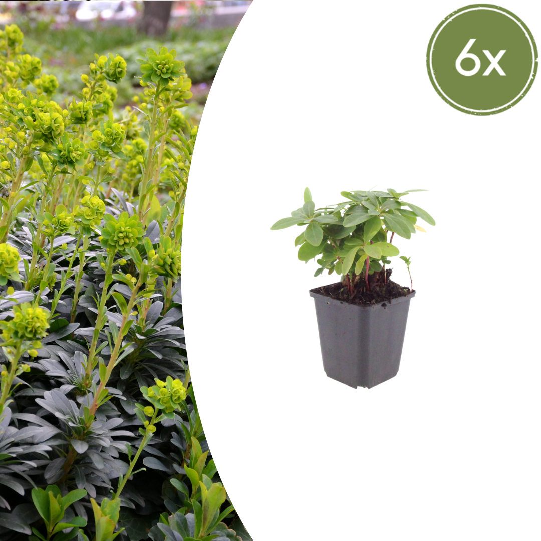 Euphorbia amygdal. robbiae potmaat 9 cm hoogte 10 tot 25 cm