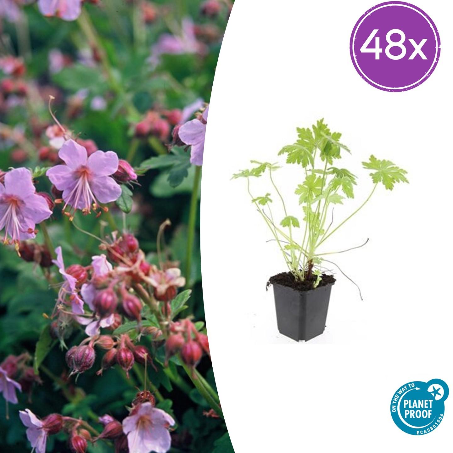 Geranium macrorrhizum potmaat 9 cm hoogte 10 tot 25 cm