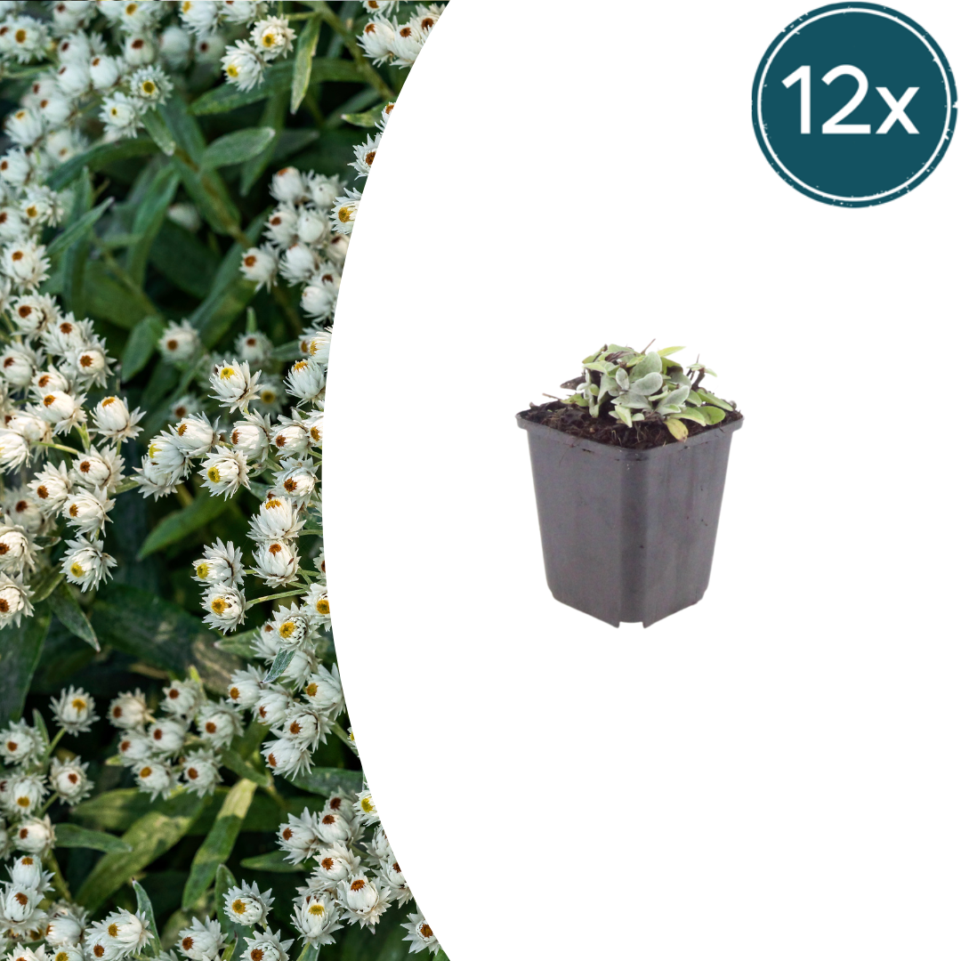 Anaphalis triplinervis potmaat 9 cm hoogte 10 tot 25 cm
