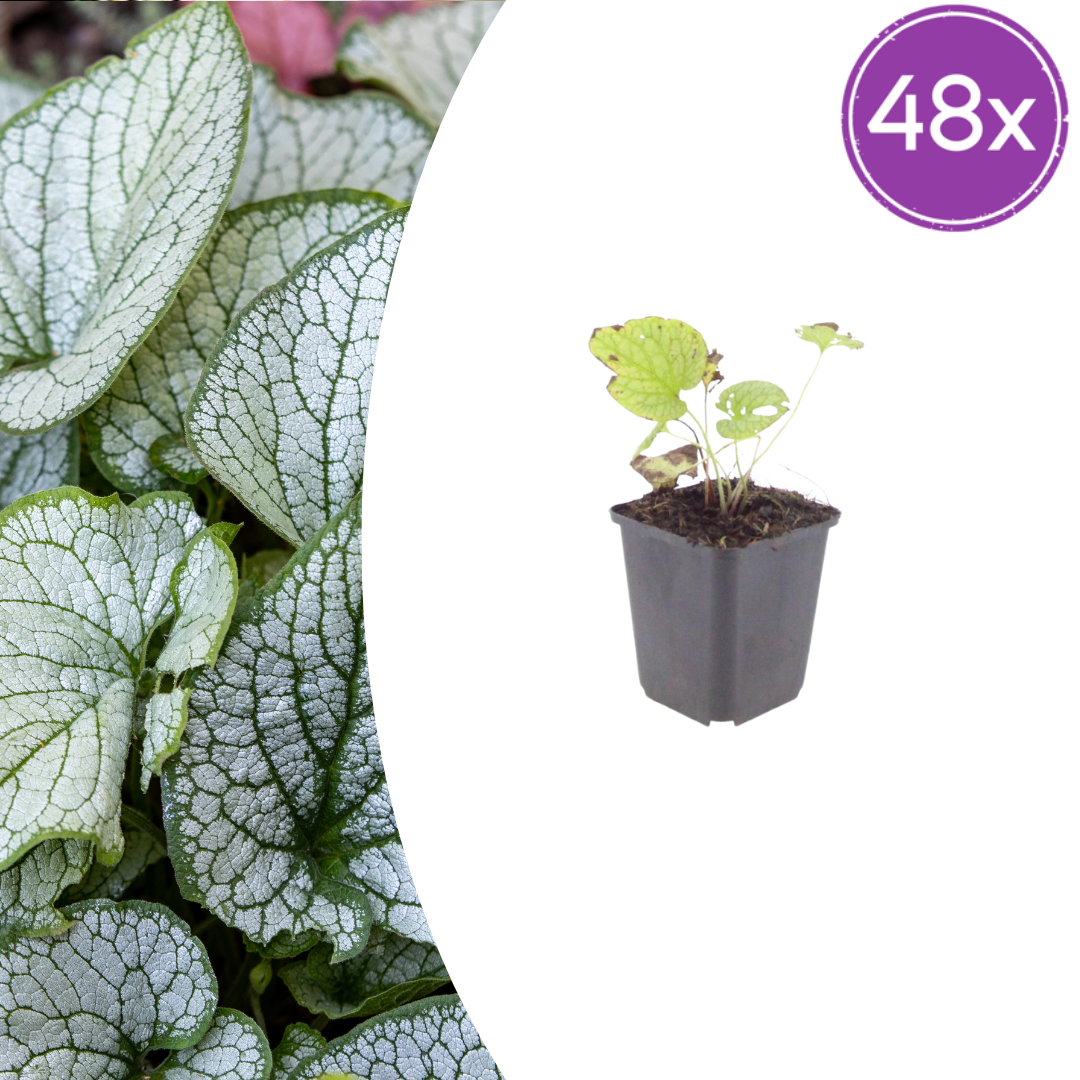 Brunnera macr. 'Jack Frost' potmaat 9 cm hoogte 10 tot 25 cm