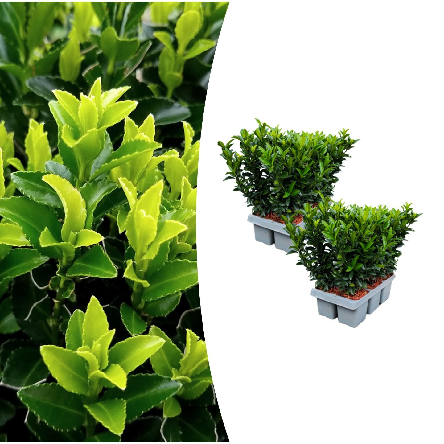 Euonymus 'Green Spire' (6 pack) potmaat 7 cm hoogte 15 cm