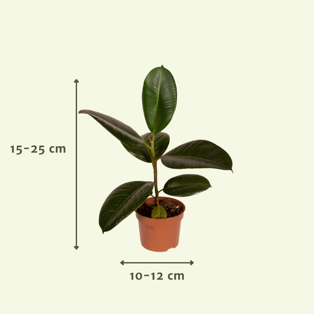 Buitenbeentjesbox potmaat 12 cm