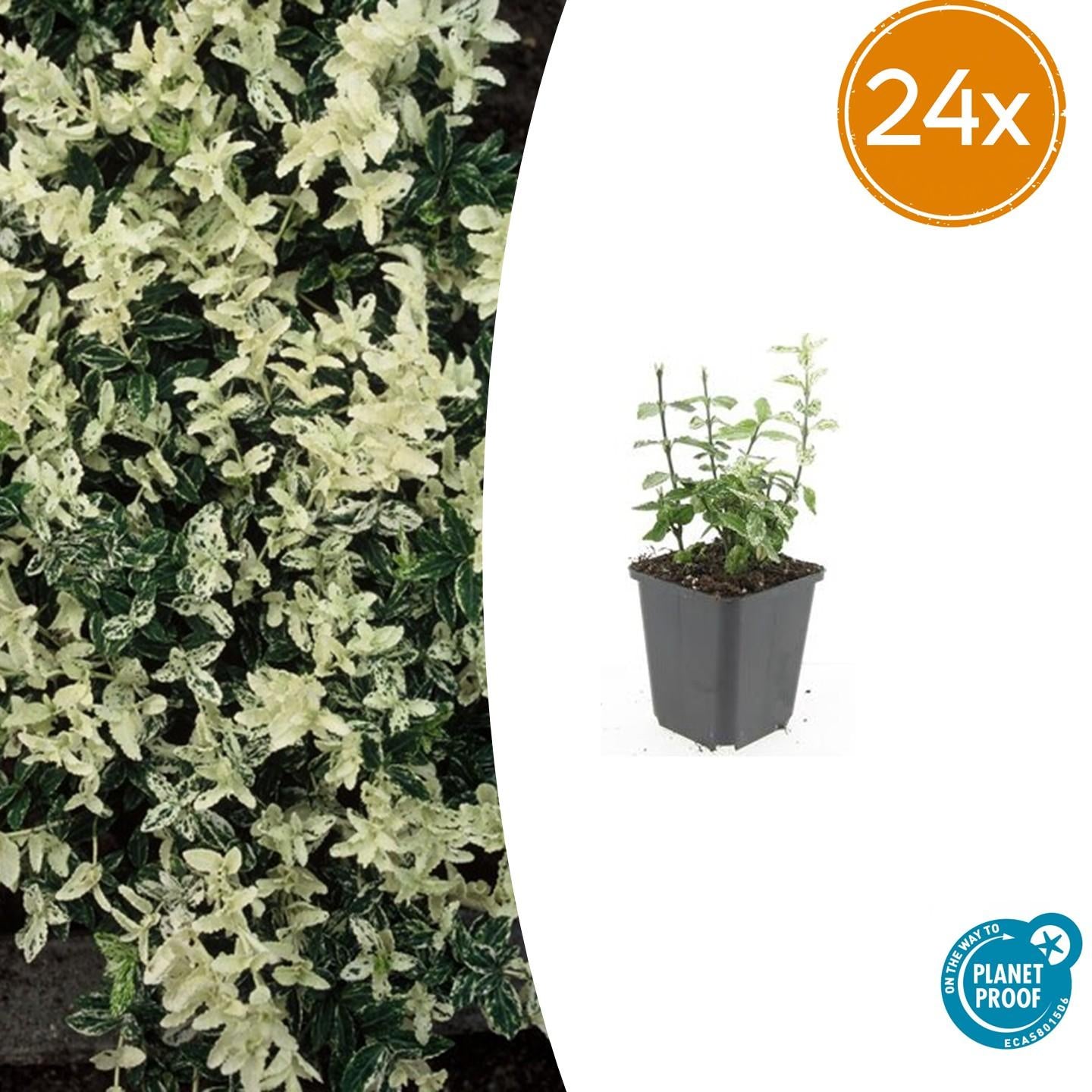 Euonymus fort. 'Harlequin' potmaat 9 cm hoogte 10 tot 25 cm