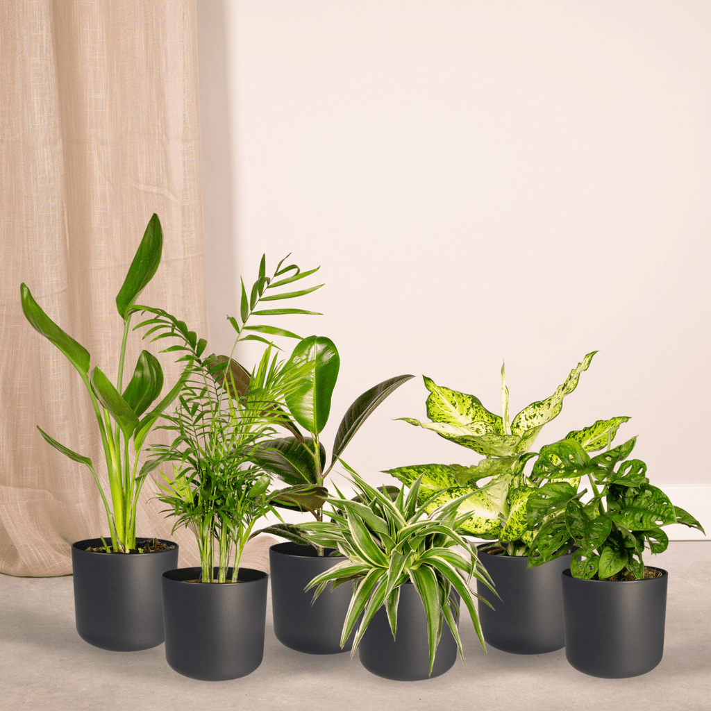 Verrassingsbox potmaat 12 cm hoogte 25 cm