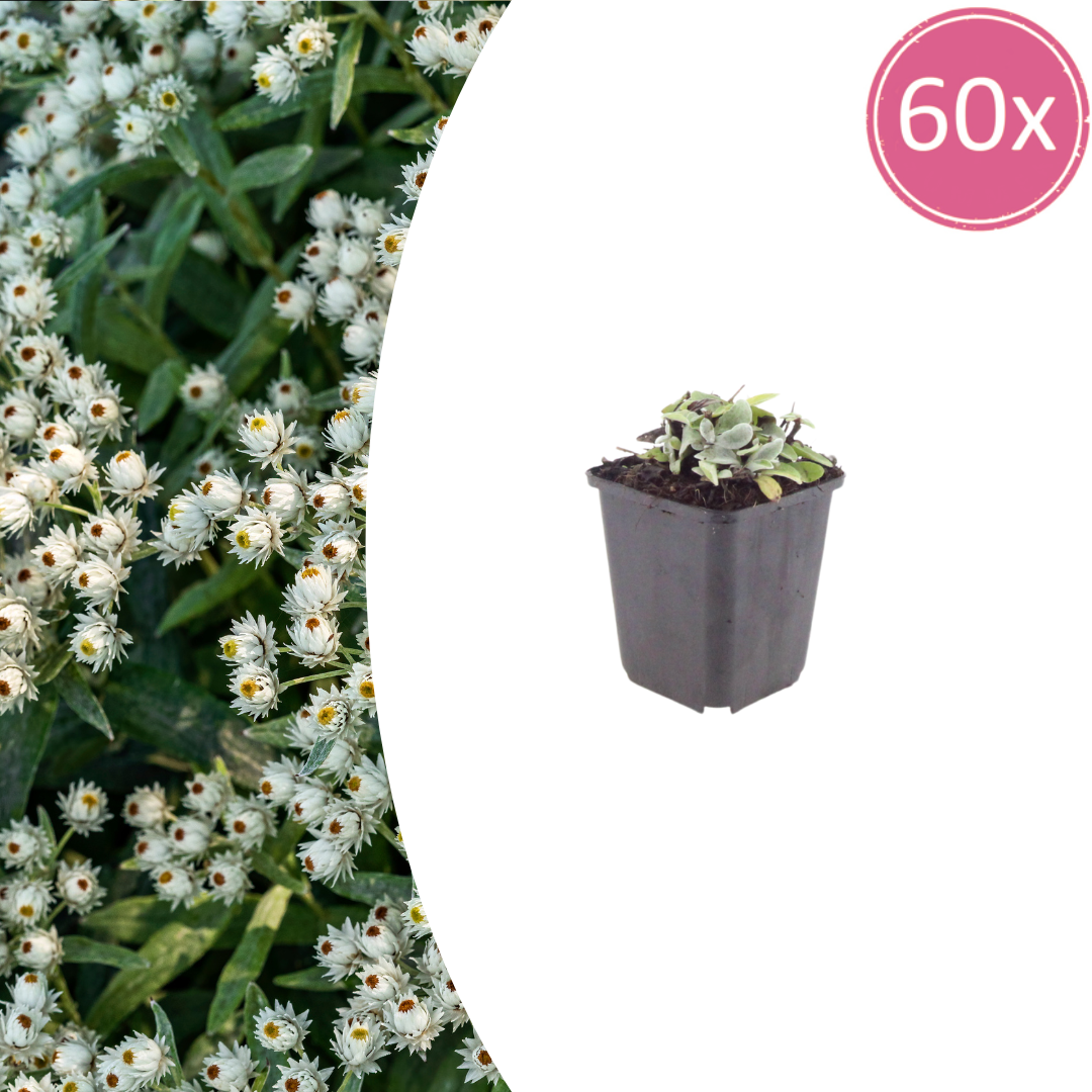 Anaphalis triplinervis potmaat 9 cm hoogte 10 tot 25 cm