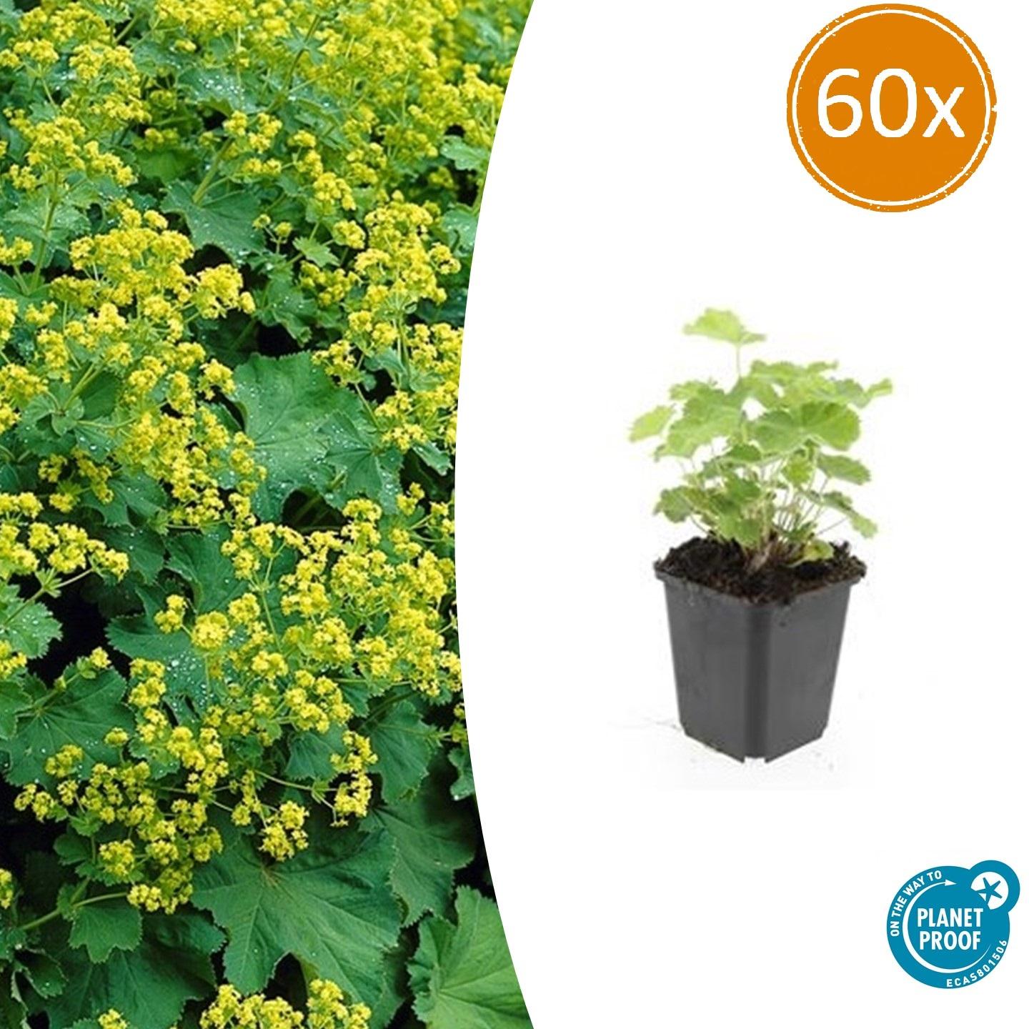 Alchemilla mollis potmaat 9 cm hoogte 10 tot 25 cm