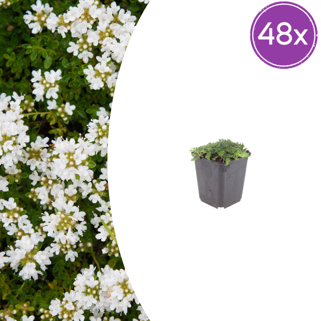 Thymus praecox 'Albiflorus' potmaat 9 cm hoogte 10 tot 25 cm