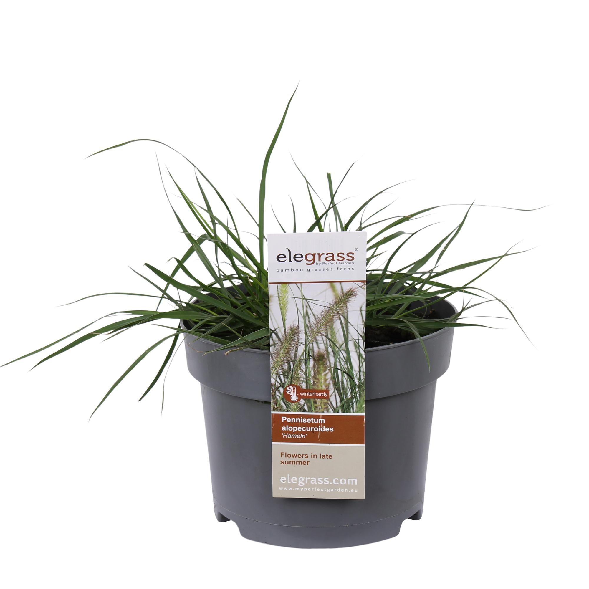 Pennisetum alopecuroides 'Hameln' - Ø19cm - ↕40cm - Ø19 - ↨40cm