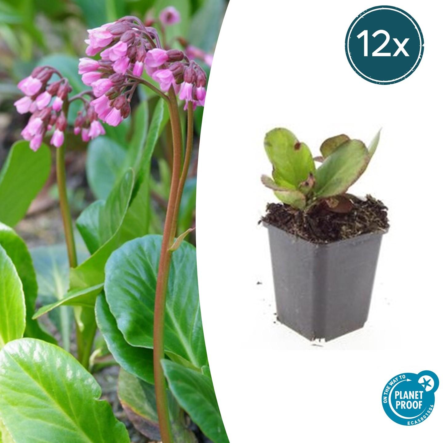 Bergenia cordifolia 'Herbstblüte' potmaat 9 cm hoogte 10 tot 25 cm