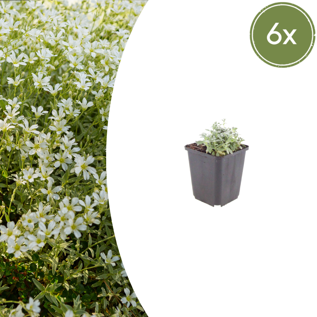 Cerastium tomentosum potmaat 9 cm hoogte 10 tot 25 cm