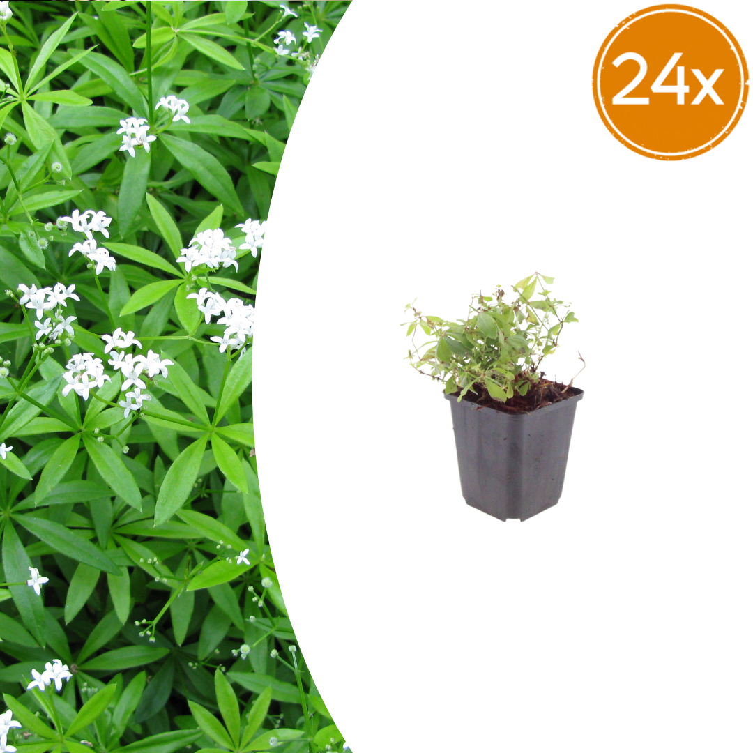Galium odoratum potmaat 9 cm hoogte 10 tot 25 cm