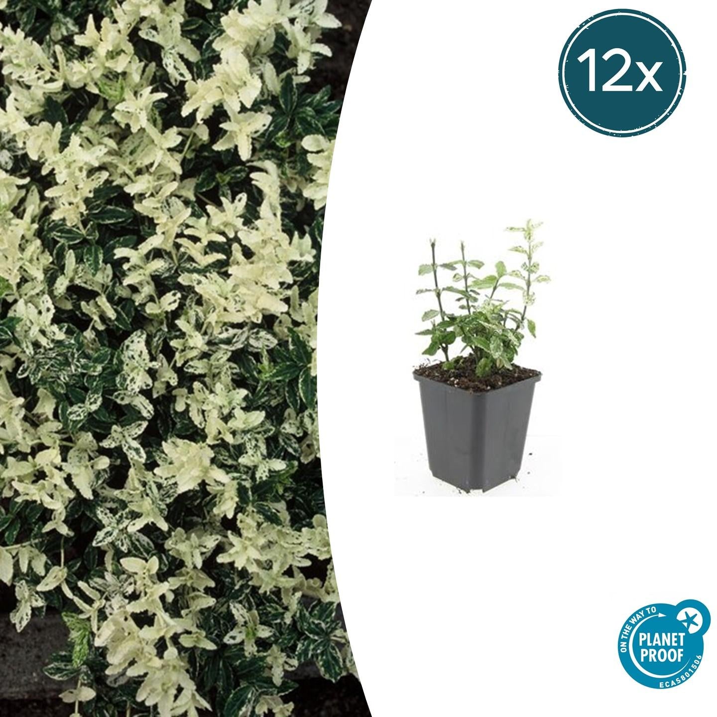 Euonymus fort. 'Harlequin' potmaat 9 cm hoogte 10 tot 25 cm