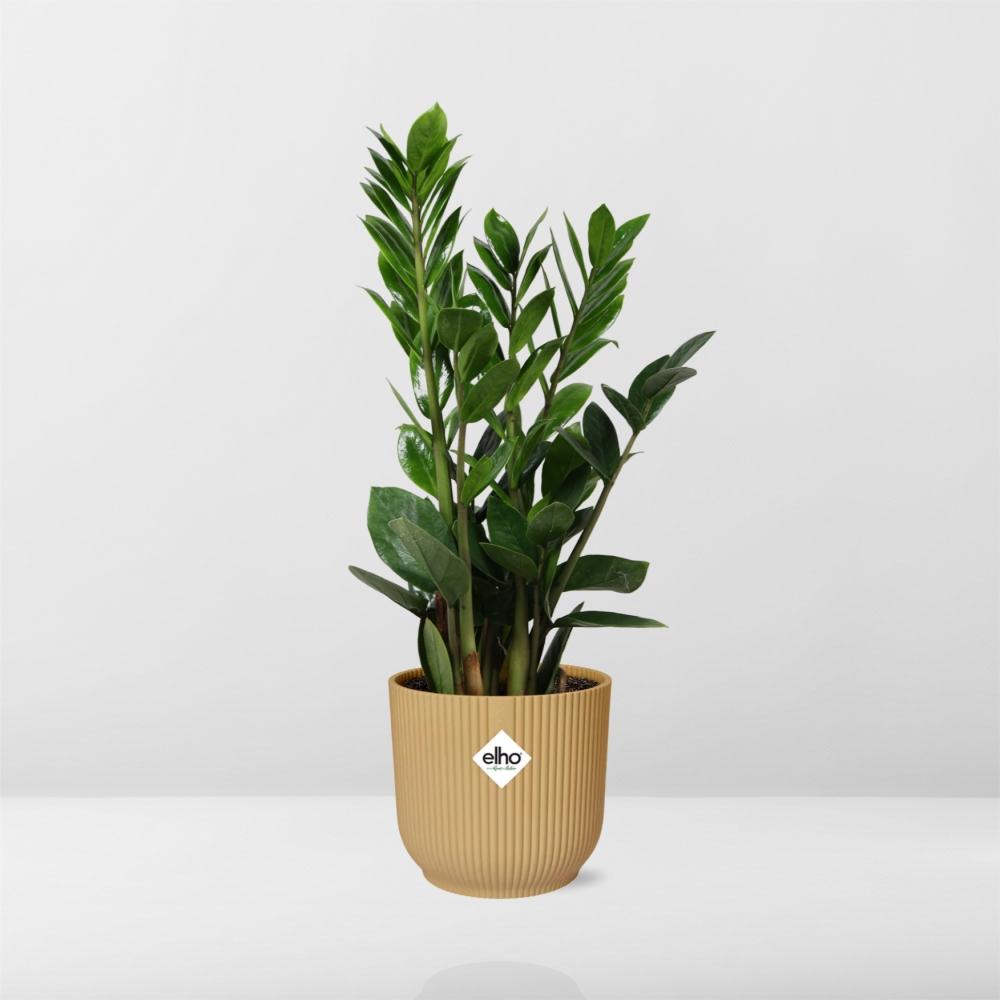 Zamioculcas – Hoogte 45-50 in ELHO Vibes Fold 14cm geel