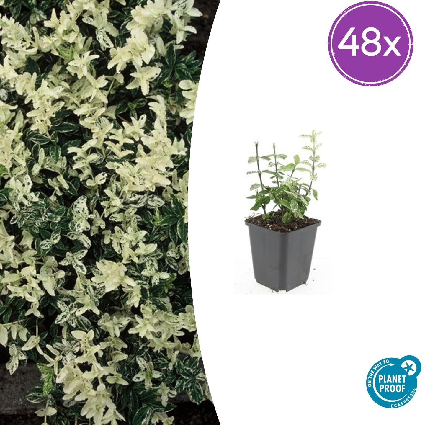 Euonymus fort. 'Harlequin' potmaat 9 cm hoogte 10 tot 25 cm
