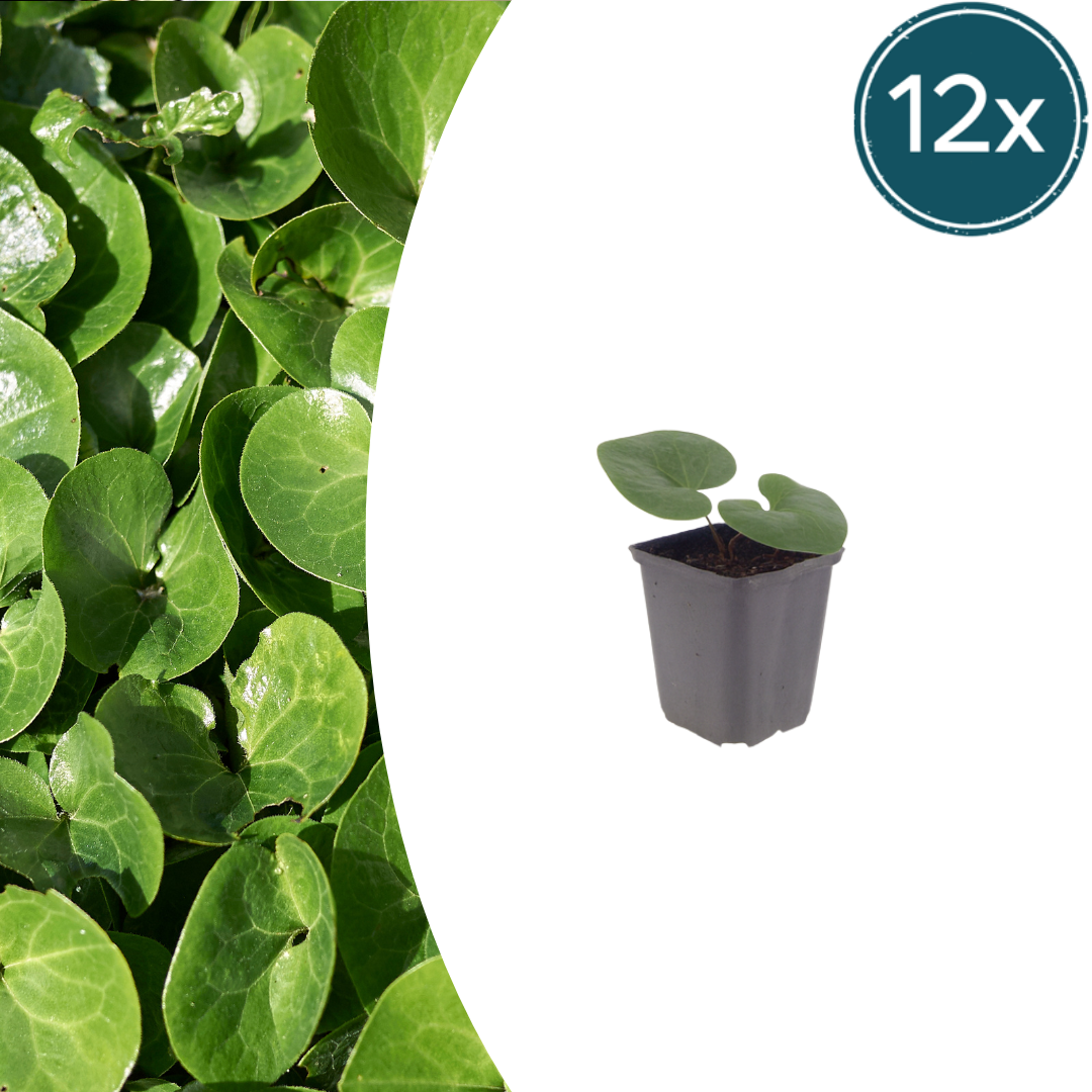 Asarum europaeum potmaat 9 cm hoogte 10 tot 25 cm